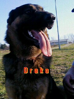 drako
